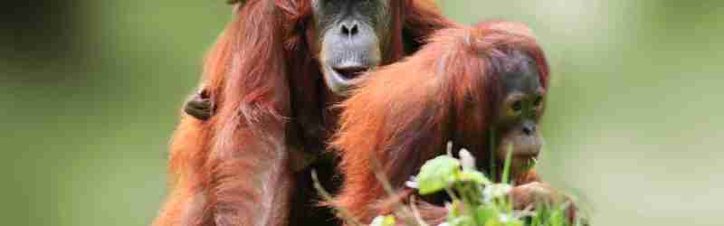 Orangutangmor med unge, Borneo, Malaysia - Copy