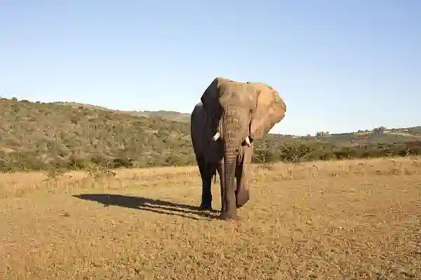Elefant i Addo, Sydafrika