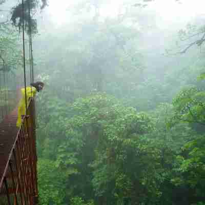 Det er godt med et regnslag i tågeregnskoven. MOnteverde, Costa Rica