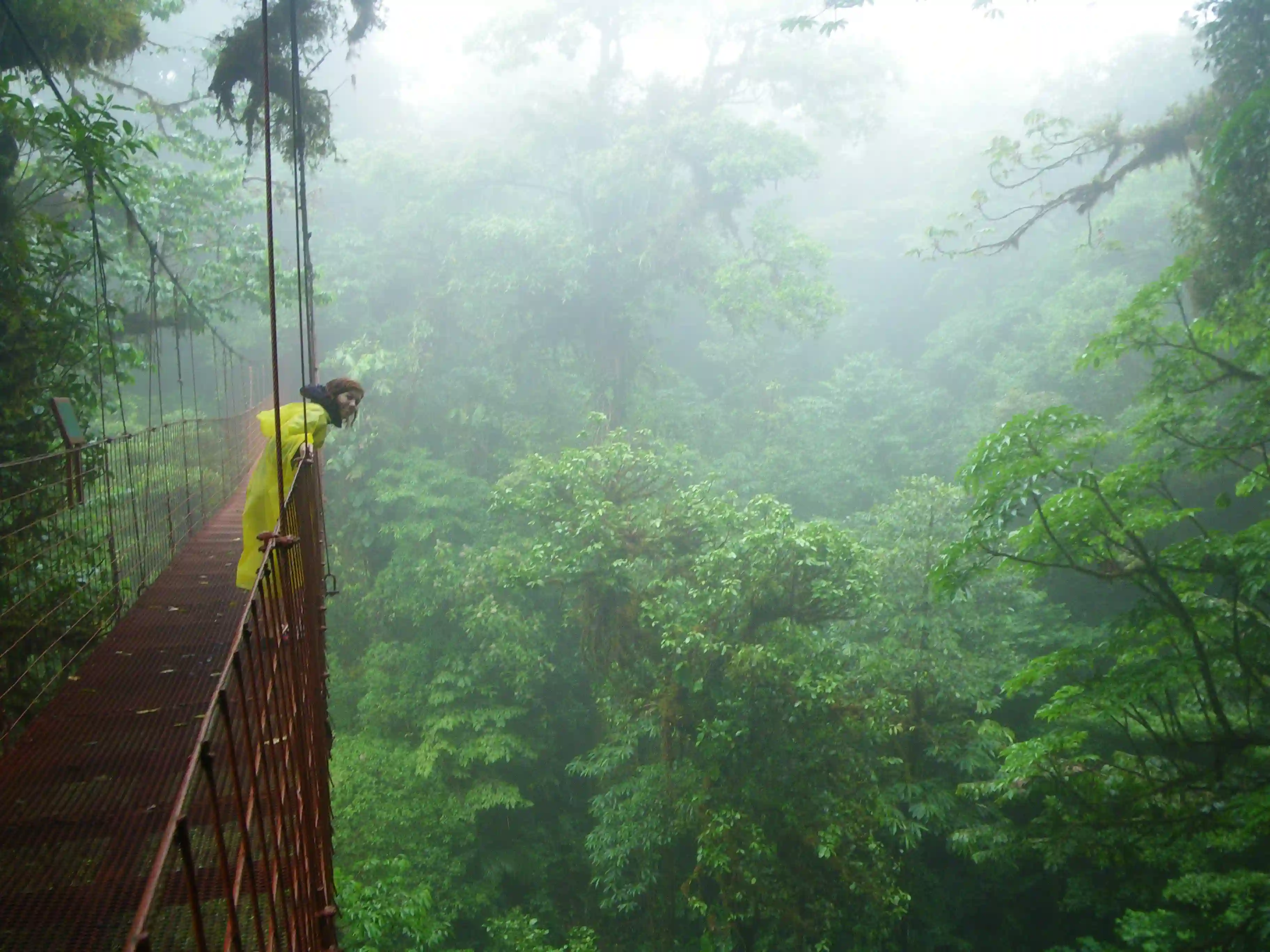 Det er godt med et regnslag i tågeregnskoven. MOnteverde, Costa Rica