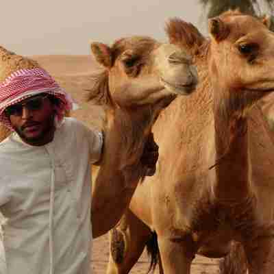Kameler i ørkenen udenfor Abu Dhabi