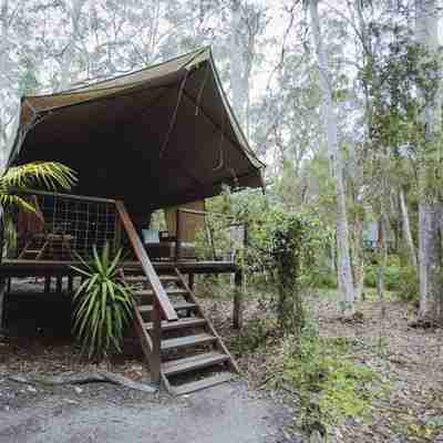Paperbark Camp - et telt midt i skoven, Australien