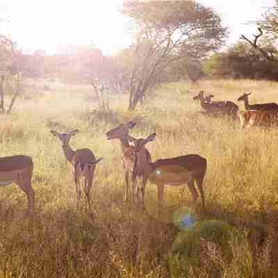 Springboks, Sydafrika