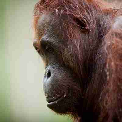 Orangutang han, Borneo