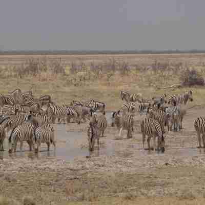 Zebraerne har næsten sammen farve som jorden, Etosha, Namibia