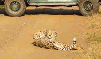 Geparder på vejen, Sydafrika