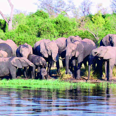 Flok af elefanter ved vandhul i Botswana