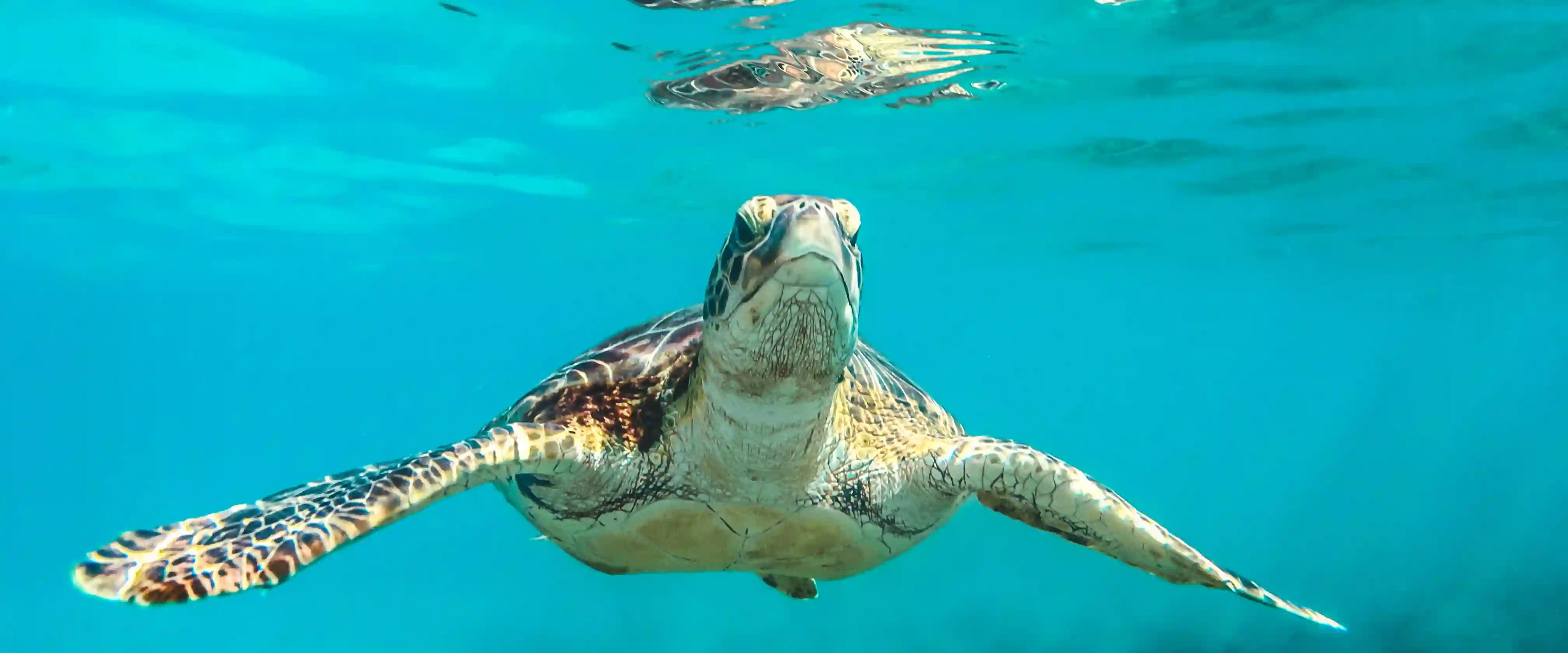 Barbados Havskildpadde Under Vandet