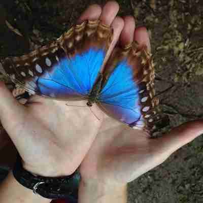 Den smukkeste sommerfugl, Costa Rica