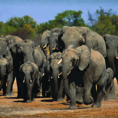 elefant safari i afrika