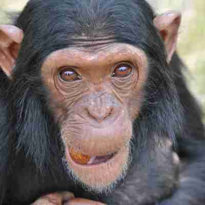 Chimpanzee Eden, Sydafrika
