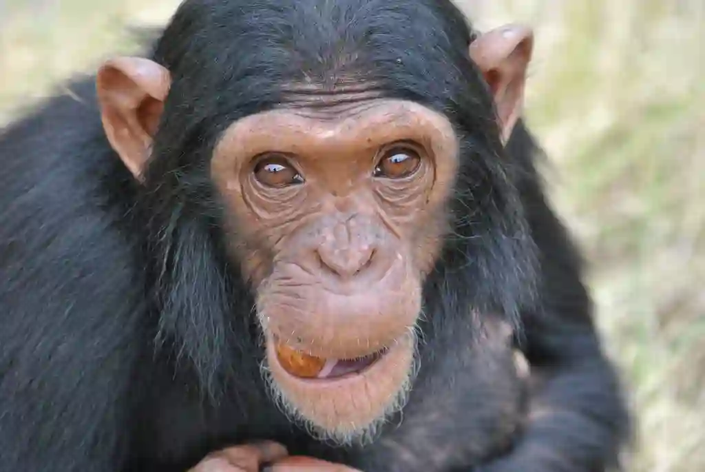 Chimpanzee Eden, Sydafrika