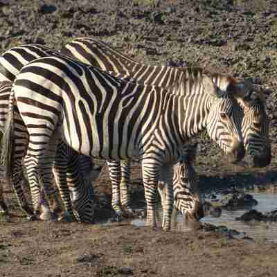 zimbabwe zebra