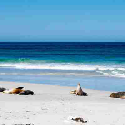 exceptional-kangaroo-island-seal-bay