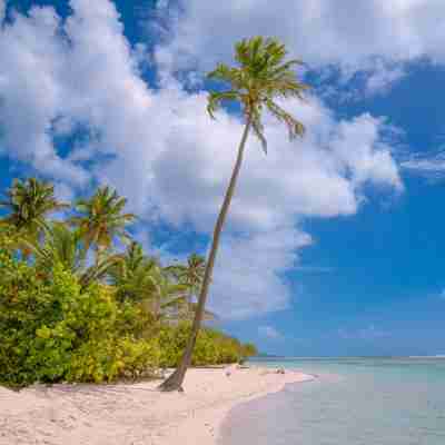 Strand og palmer på Sainte-Anne, Guadeloupe