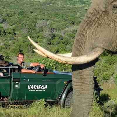 Safari i Kariega fra den private lodge