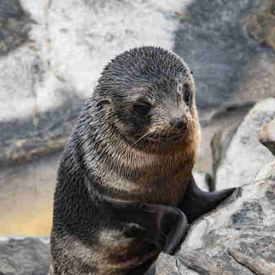 Exceptional-Kangaroo-Island-Long-nosed-Fur-Seal-pup-at-Admirals-Arch