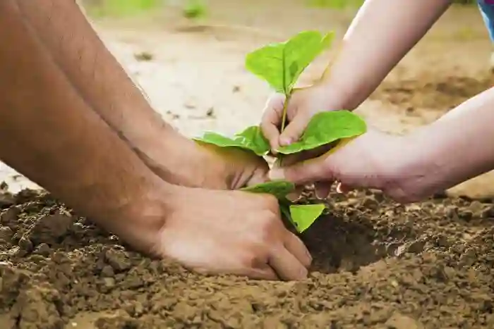 Planting-Trees