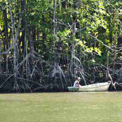 mangrove sierpe