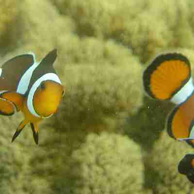 Clown fish - under water