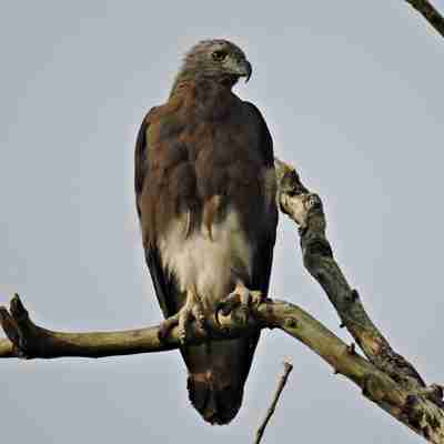 Lesser fish eagle, Borneo