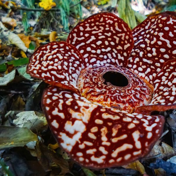 Rafflesia blomst