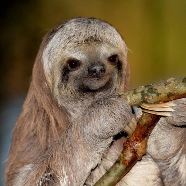 Et dovendyr i Brasilien