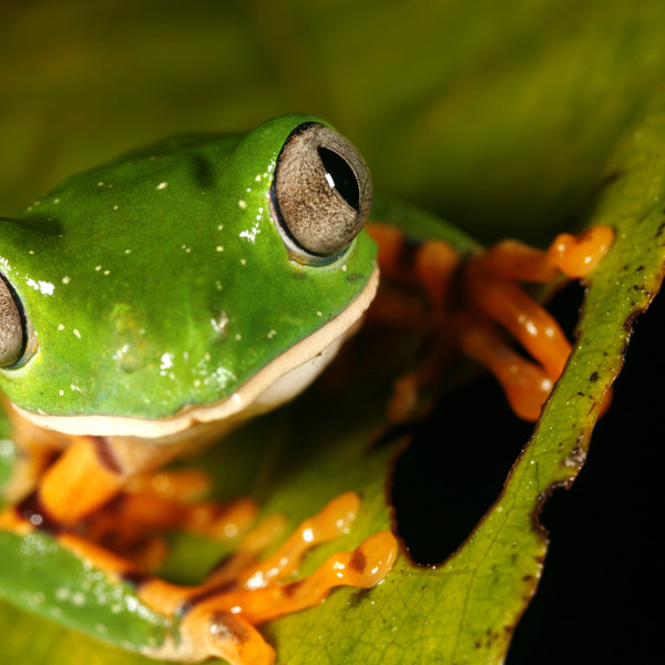 Ecuador - Frog