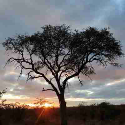 I:\AXUMIMAGES\Afrika\Sydafrika\kruger\Sunrise Tree
