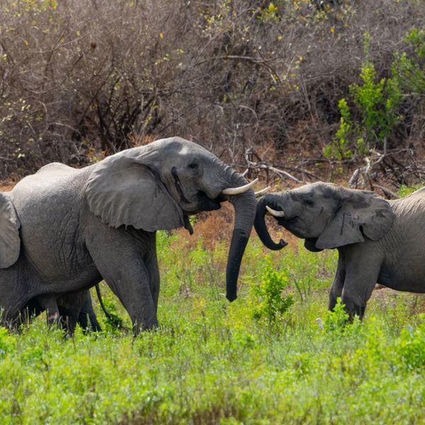 I:\AXUMIMAGES\Afrika\Tanzania\Nyerere\Elephants