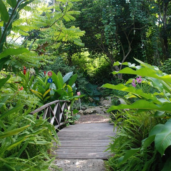 Andromedia Botaniske have