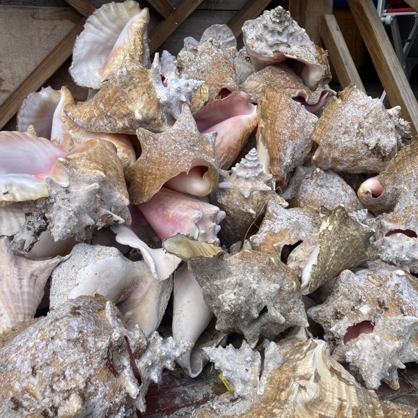 Konkylier fra stranden på Providencia