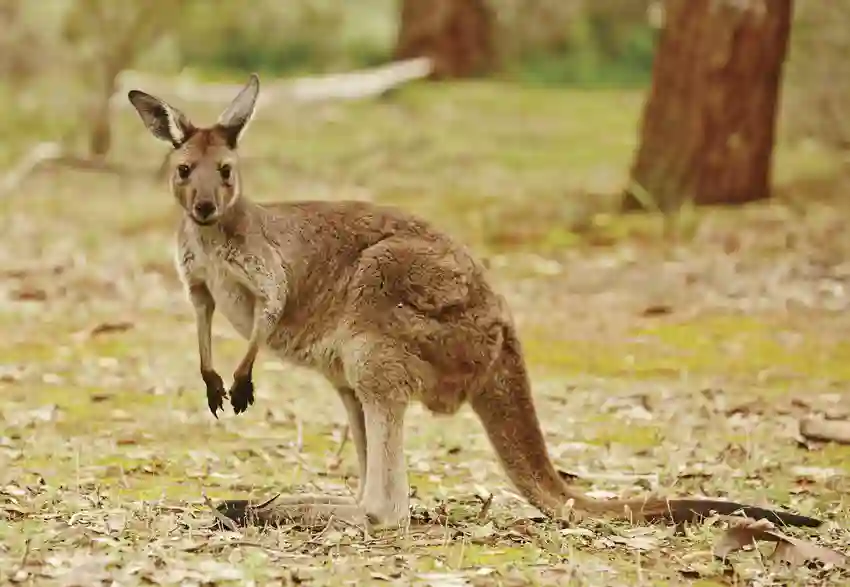 Kænguruen hviler let på sin hale, Australien