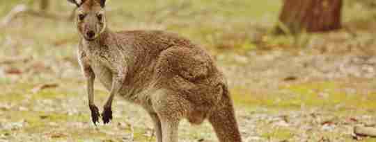Kænguruen hviler let på sin hale, Australien