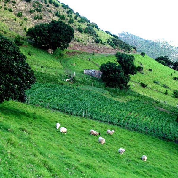 Oplev de grønne græsgange på en rejse til St. Helena