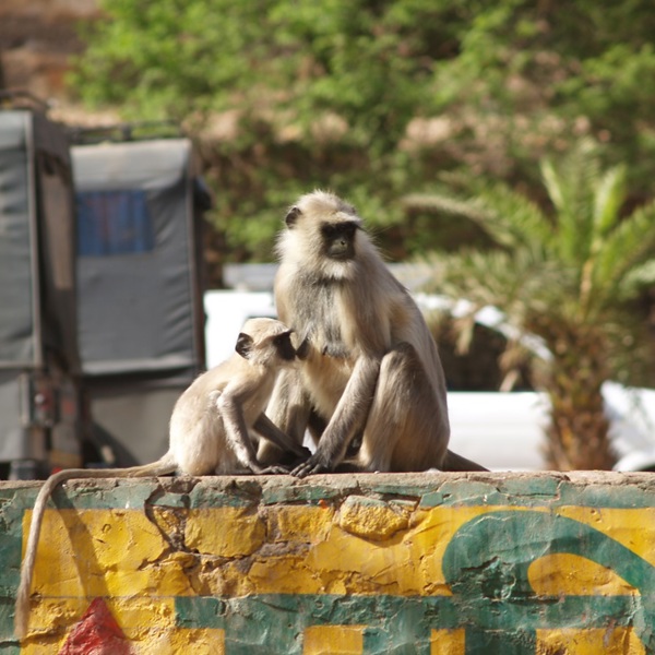 dyr og natur i indien