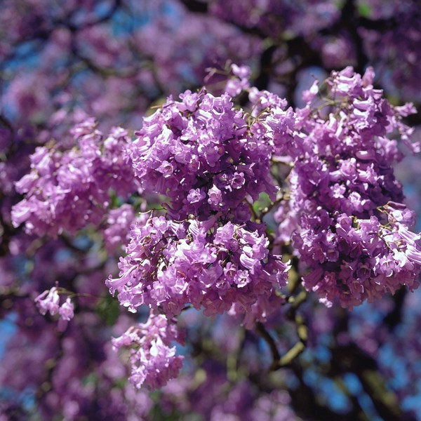 Jacaranda, Sydafrika