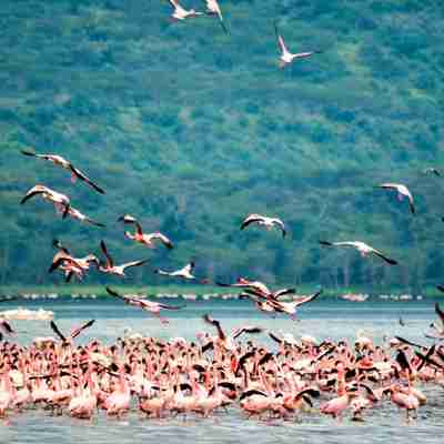 I:\AXUMIMAGES\Afrika\Kenya\Great Rift Valley\Flamingos