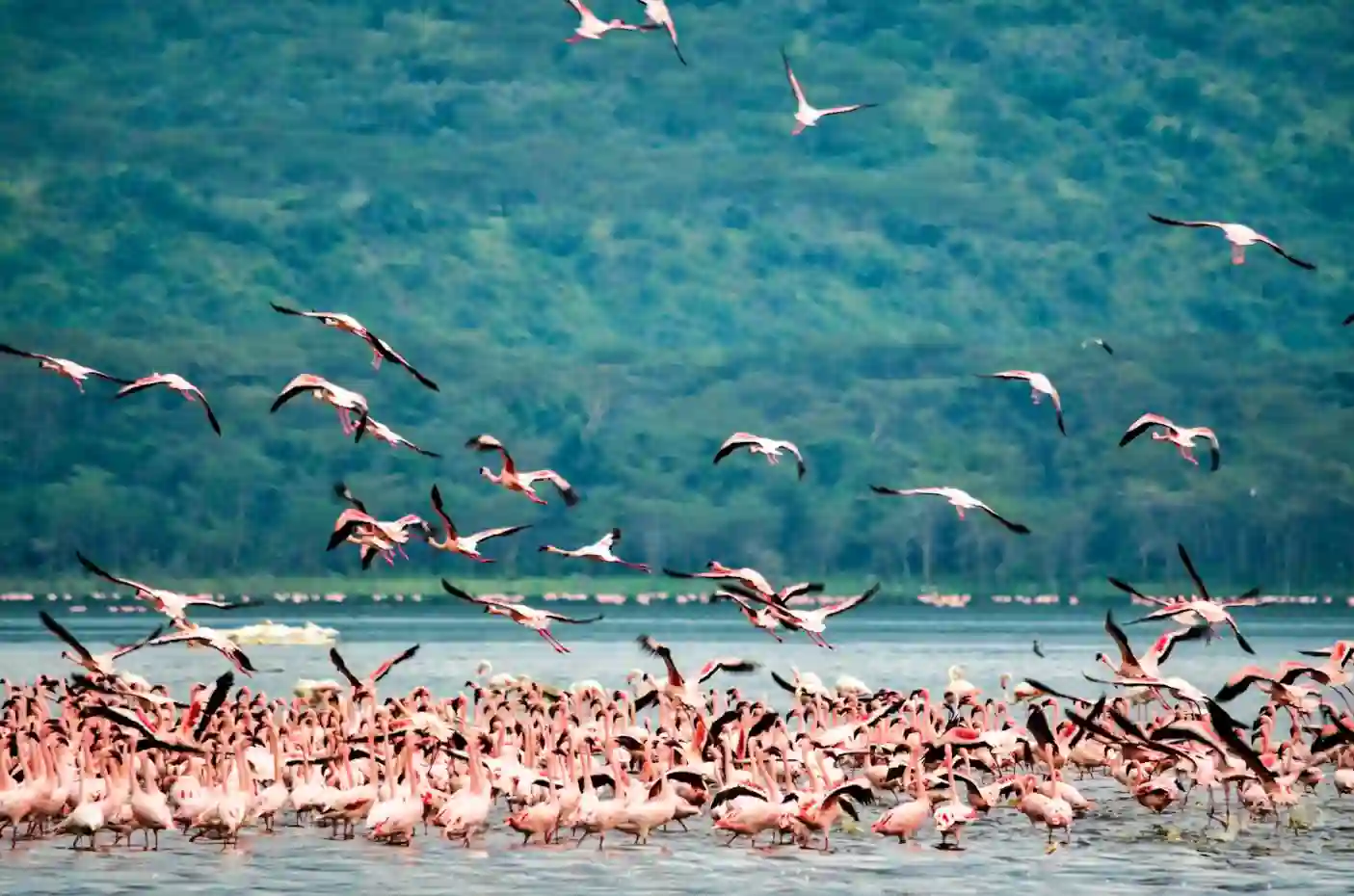 I:\AXUMIMAGES\Afrika\Kenya\Great Rift Valley\Flamingos