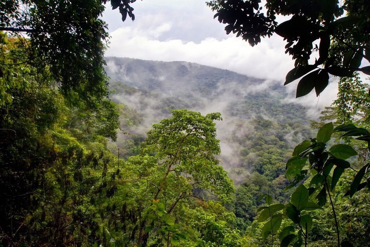 Skove og tågeskov i Panama