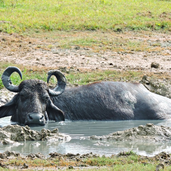 Mudderbad, Yala nationalpark, Sri Lanka