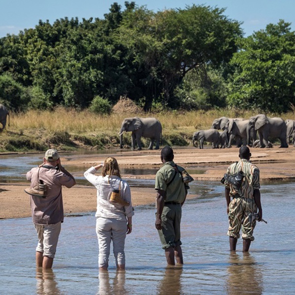 Walking Safari i South Luangwa National Park, Zambia