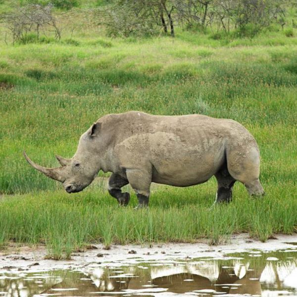 Lake naivasha, unsplash