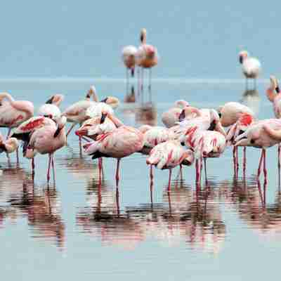 Flamingoer ved Lake Nakuru, Kenya