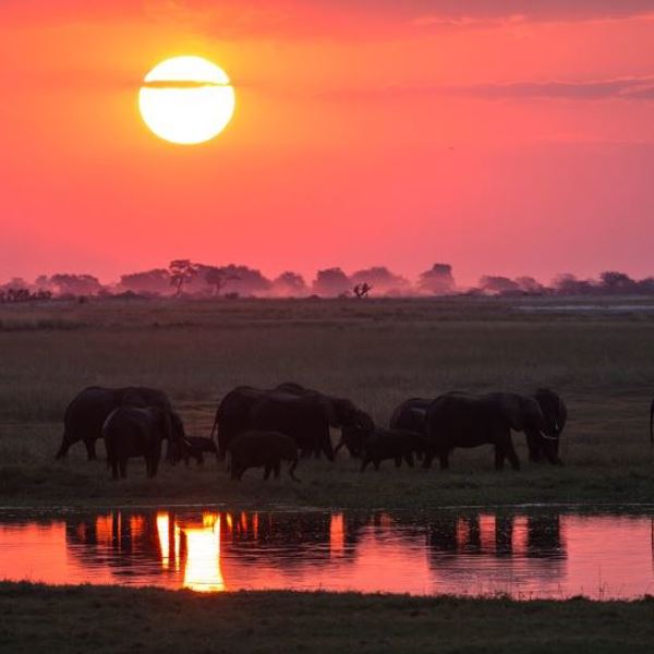 Safari Botswana
