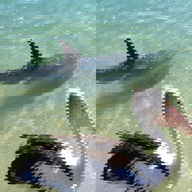 I:\AXUMIMAGES\Oceanien\australien\Roadtrip Vilde Vestaustralien\datingscout-L72SphsdUJk-unsplash