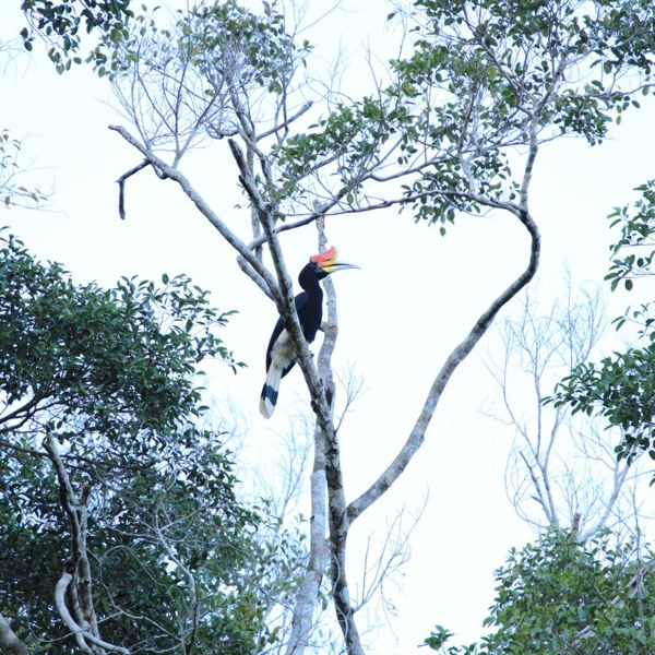 Kinabatangang River - Borneo