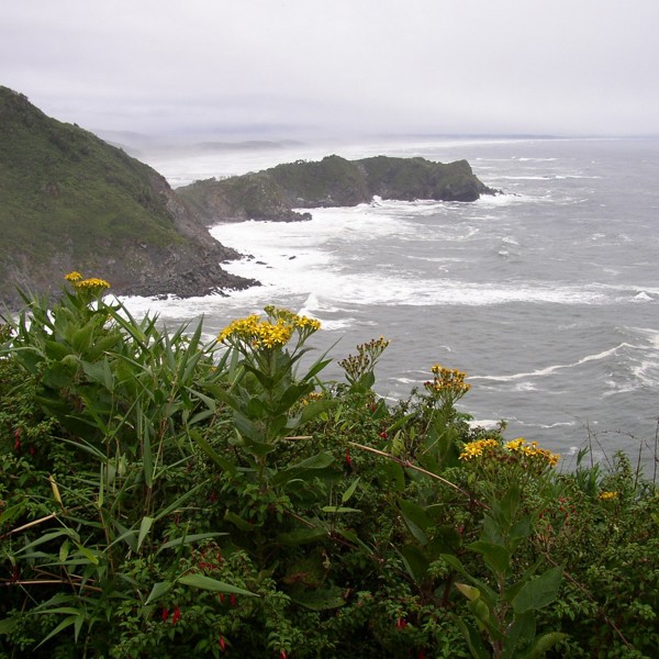 chiloe blomster