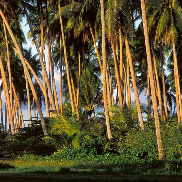 Fransk Polynesien - Tahaa