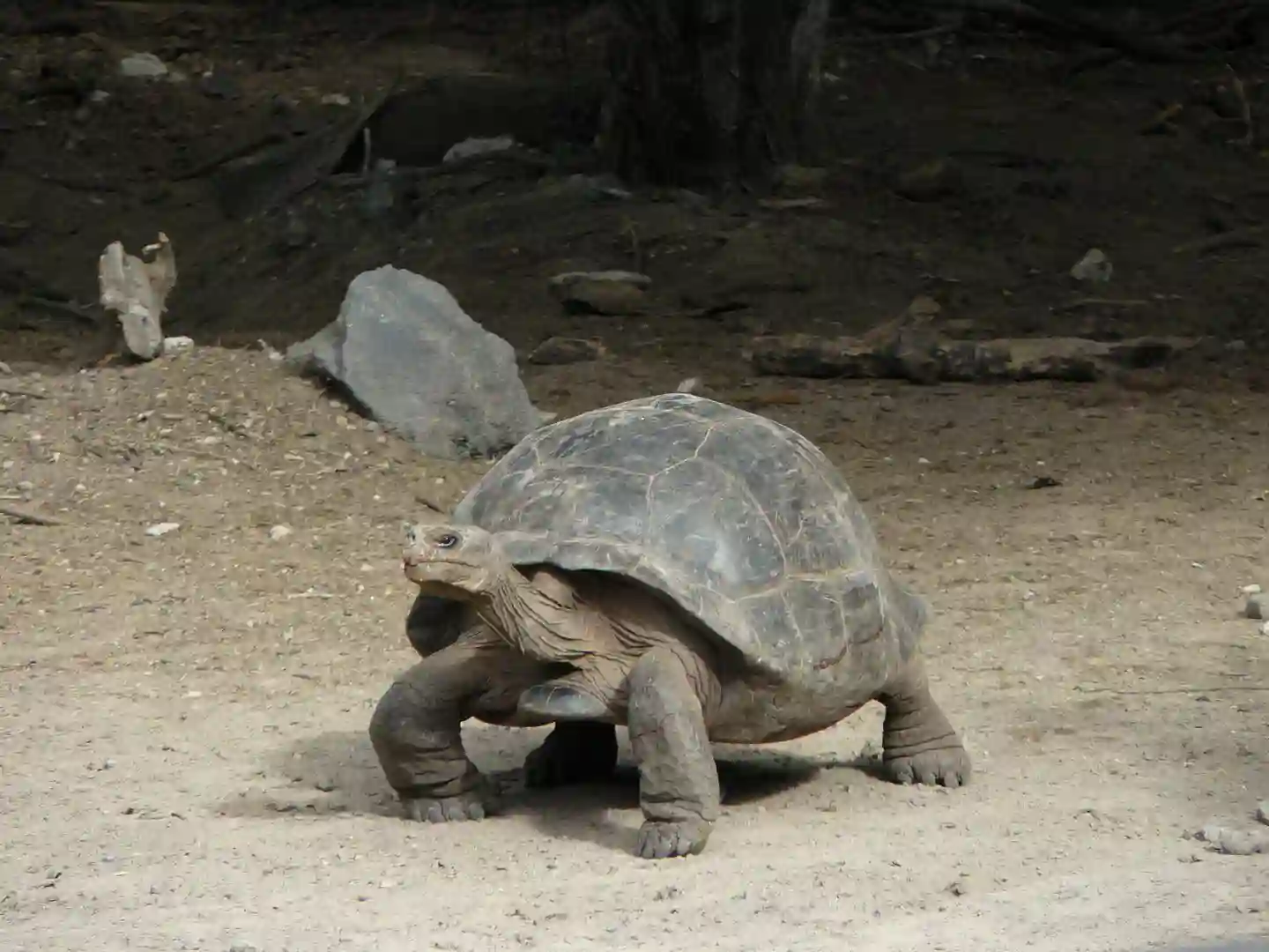 Lokal beboer på tur, Isabella, Galapagos